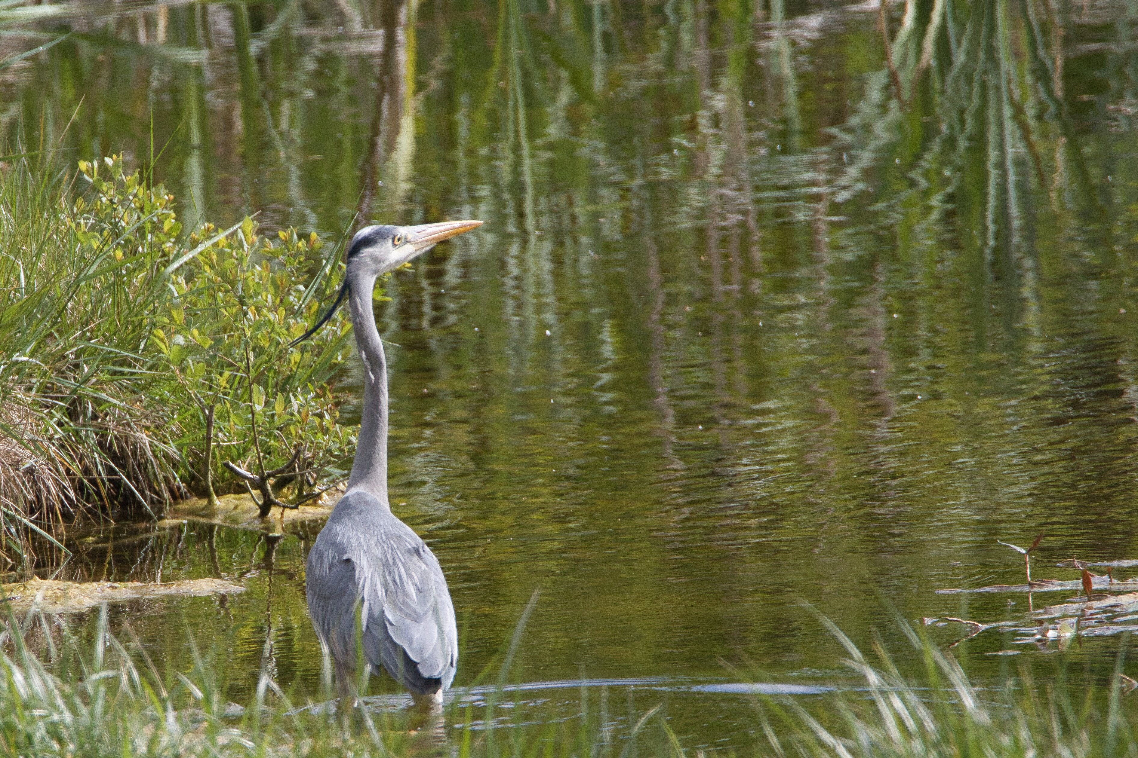 Sortie ornitho : "Les oiseaux les pattes dans l'eau !"